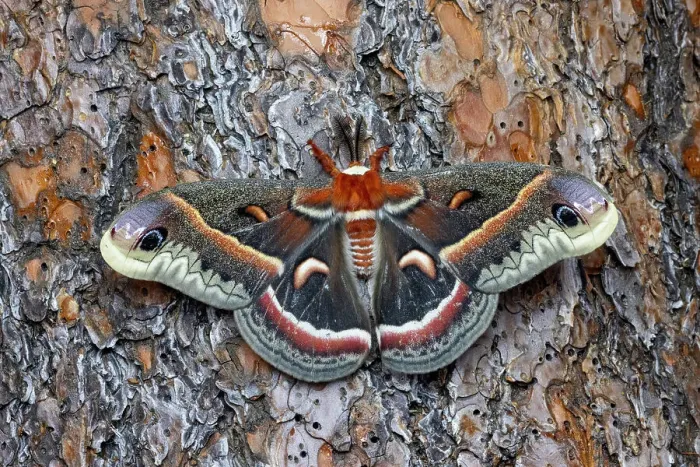 Framed Print : USA, Washington State, Sammamish. Red robin silk moth on ponderosa pine bark Framed Print : USA, Washington State, Sammamish. Red robin silk moth on ponderosa pine bark