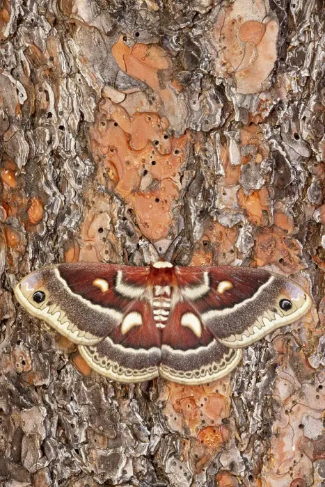 Framed Print : USA, Washington State, Sammamish. Silk moth, Hyalophora Columbia female with wings open while on bark of ponderosa pine