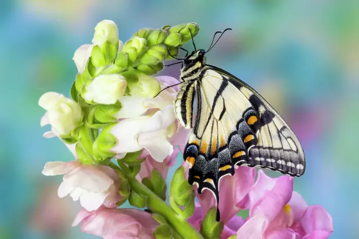 Framed Print : USA, Washington State, Sammamish. Eastern tiger swallowtail buttery on pink and white snapdragons