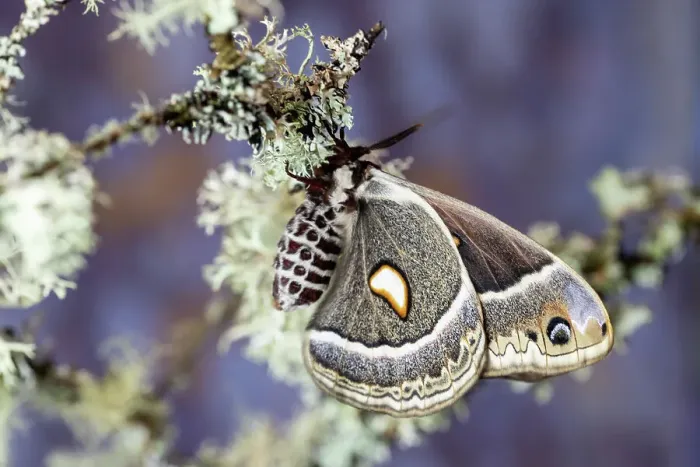 Framed Print : USA, Washington State, Sammamish. Female Hyalophora Columbia silk moth wings closed resting on bush