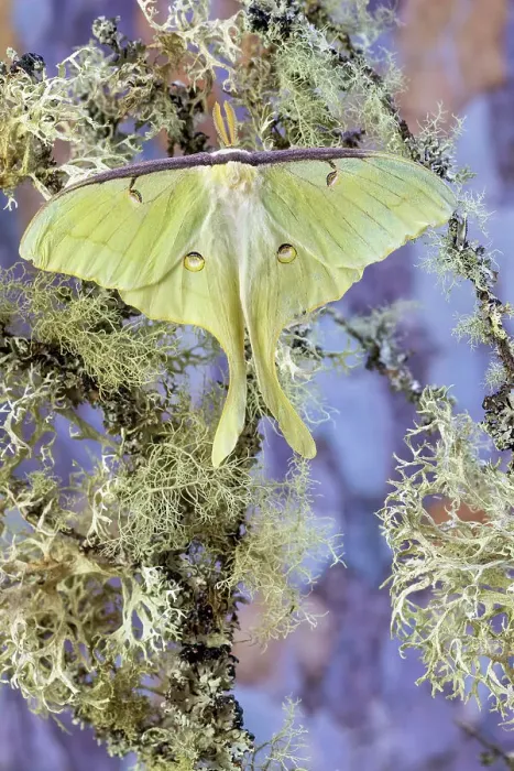 Framed Print : USA, Washington State, Sammamish. Luna silk moth lime green with long tail on hind wings