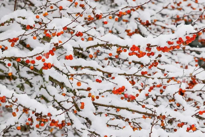 Framed Print : USA, Washington State, Sammamish. Fresh snow on crabapple red fruit Framed Print : USA, Washington State, Sammamish. Fresh snow on crabapple red fruit