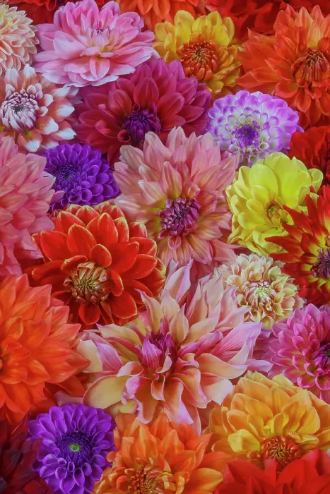 Framed Print : USA, Washington State, Sammamish. Dahlia grouping flower pattern and design Framed Print : USA, Washington State, Sammamish. Dahlia grouping flower pattern and design