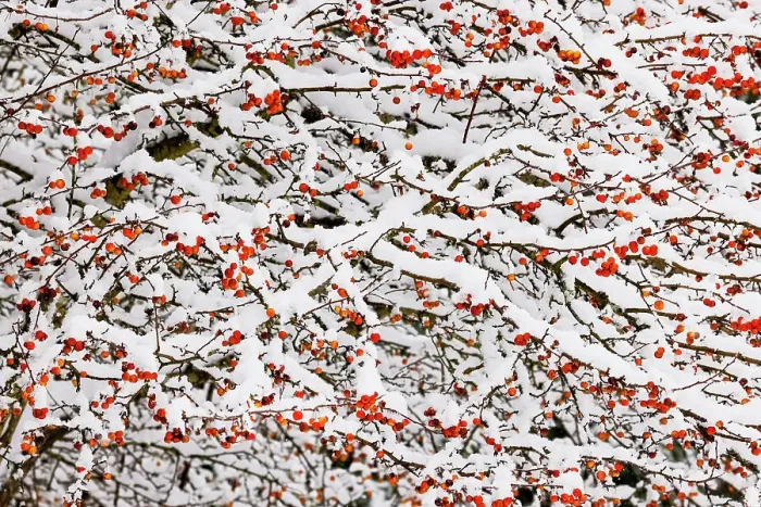 Framed Print : USA, Washington State, Sammamish. Fresh snow on crabapple red fruit Framed Print : USA, Washington State, Sammamish. Fresh snow on crabapple red fruit