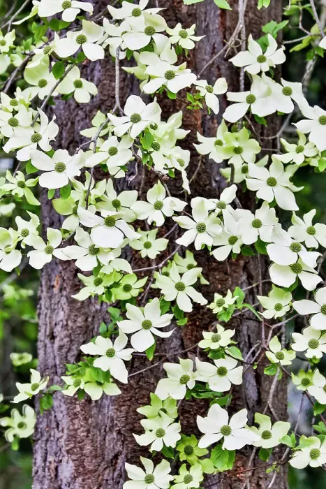 Framed Print : USA, Washington State, Sammamish. Dogwood blooming next to Douglas Fir Framed Print : USA, Washington State, Sammamish. Dogwood blooming next to Douglas Fir