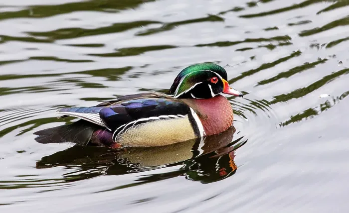 Framed Print : USA, Washington State, Sammamish. Wood duck drake swimming in Yellow Lake Framed Print : USA, Washington State, Sammamish. Wood duck drake swimming in Yellow Lake