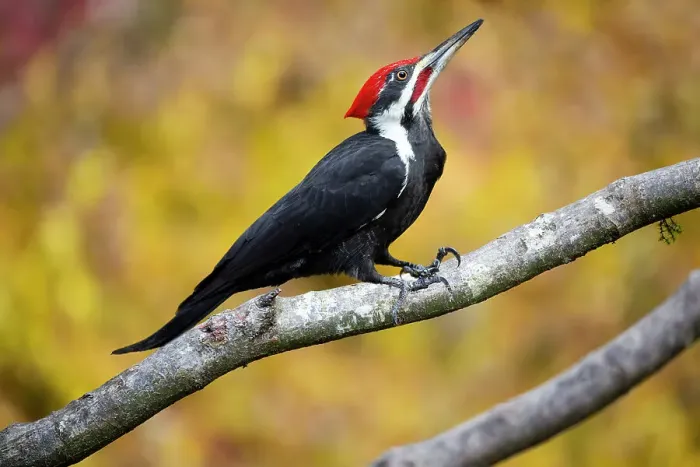 Framed Print : USA, Washington State, Sammamish. Coming into feeder pileated woodpecker in Autumn Framed Print : USA, Washington State, Sammamish. Coming into feeder pileated woodpecker in Autumn