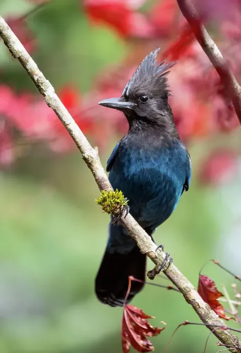 Framed Print : USA, Washington State, Sammamish. Stellar jay on Japanese maple with fall colors Framed Print : USA, Washington State, Sammamish. Stellar jay on Japanese maple with fall colors