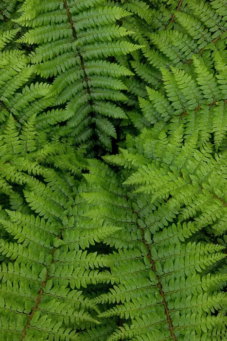 Framed Print : USA, Washington State, Sammamish. Looking down into Sword Fern Framed Print : USA, Washington State, Sammamish. Looking down into Sword Fern