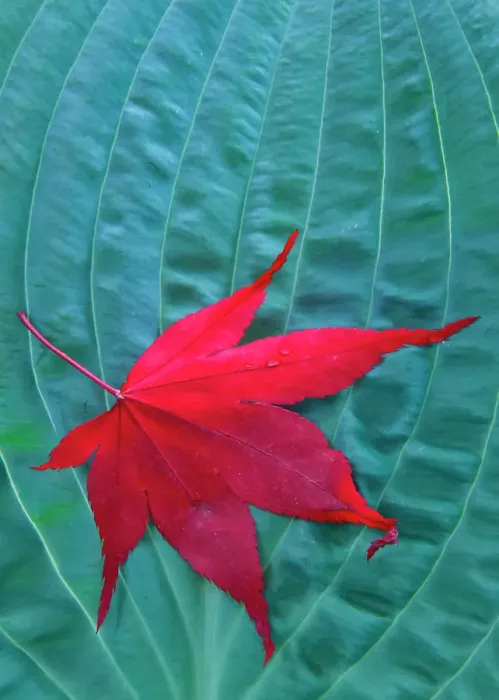Framed Print : USA, Washington State, Sammamish. Blue green hosta fallen Japanese maple leaf. (PR)