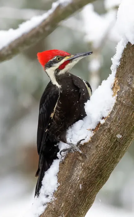 Framed Print : USA, Washington State, Sammamish. Pileated woodpecker perched on snow covered branch Framed Print : USA, Washington State, Sammamish. Pileated woodpecker perched on snow covered branch