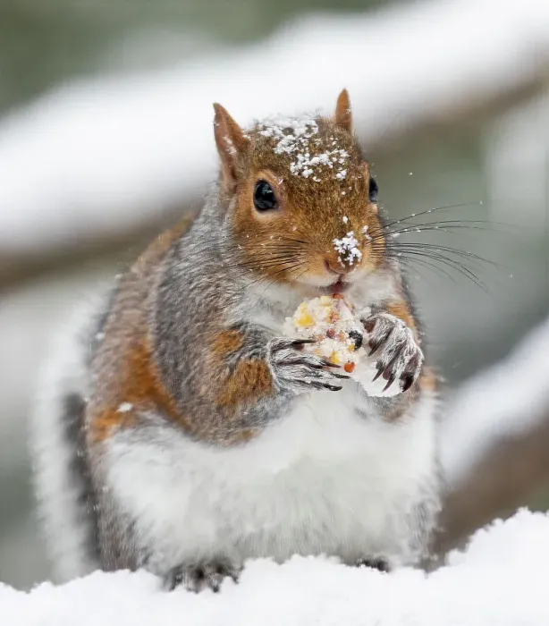 Framed Print : USA, Washington State, Sammamish. Grey squirrel feeding in fresh snowfall Framed Print : USA, Washington State, Sammamish. Grey squirrel feeding in fresh snowfall