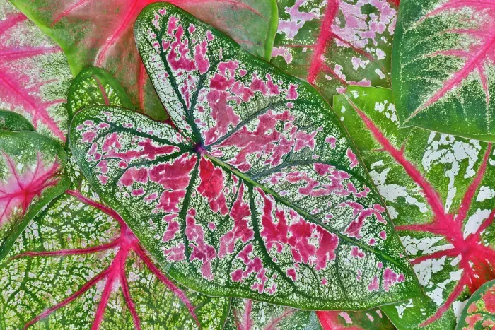 Framed Print : USA, Washington State, Sammamish. Tropical caladium leafed plants on deck in mass plantings Framed Print : USA, Washington State, Sammamish. Tropical caladium leafed plants on deck in mass plantings