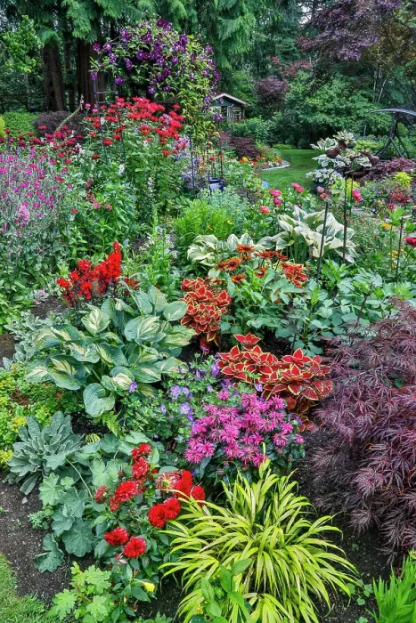 Framed Print : USA, Washington State, Sammamish. Summer perennial flower garden with cone flowers, zinnias. Beebalms, Rebecca. Coleus, Japanese grasses and lawn art Framed Print : USA, Washington State, Sammamish. Summer perennial flower garden with cone flowers, zinnias. Beebalms, Rebecca. Coleus, Japanese grasses and lawn art