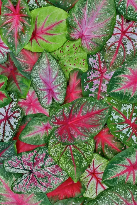 Framed Print : USA, Washington State, Sammamish. Caladium leaf pattern and design from a variety of different caladiums Framed Print : USA, Washington State, Sammamish. Caladium leaf pattern and design from a variety of different caladiums