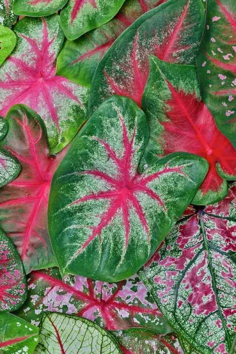 Framed Print : USA, Washington State, Sammamish. Tropical caladium leafed plants on deck in mass plantings Framed Print : USA, Washington State, Sammamish. Tropical caladium leafed plants on deck in mass plantings