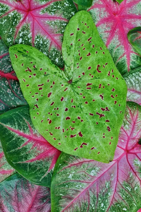Framed Print : USA, Washington State, Sammamish. Tropical caladium leafed plants on deck in mass plantings