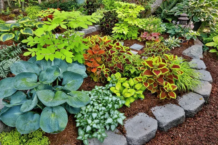 Framed Print : USA, Washington State, Sammamish. Newly planted garden with coleus, hosta. Caladium. (PR)