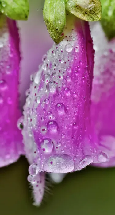 Framed Print : USA, Washington State, Sammamish. Dewdrops on foxglove perennial flowers in garden Framed Print : USA, Washington State, Sammamish. Dewdrops on foxglove perennial flowers in garden
