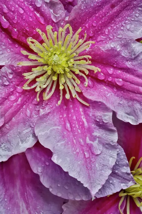 Framed Print : USA, Washington State, Sammamish. Dewdrops on pink clematis