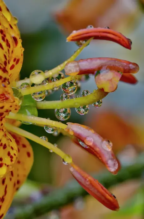Framed Print : USA, Washington State, Sammamish. Dewdrops on tiger lilies