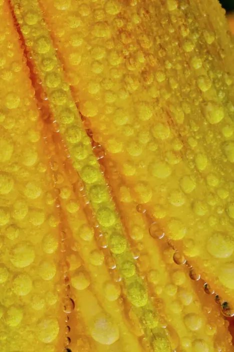 Framed Print : USA, Washington State, Sammamish. Dewdrops on orange and yellow lily flower Framed Print : USA, Washington State, Sammamish. Dewdrops on orange and yellow lily flower