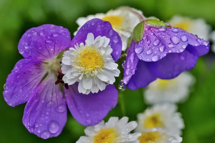 Framed Print : USA, Washington State, Sammamish. Dewdrops on perennial geranium and white feverfew with yellow center Framed Print : USA, Washington State, Sammamish. Dewdrops on perennial geranium and white feverfew with yellow center