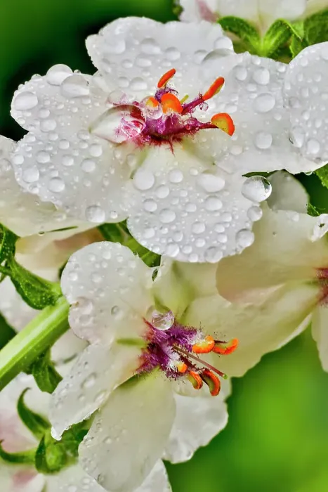 Framed Print : USA, Washington State, Sammamish. Dewdrops on white Verbascum flowers
