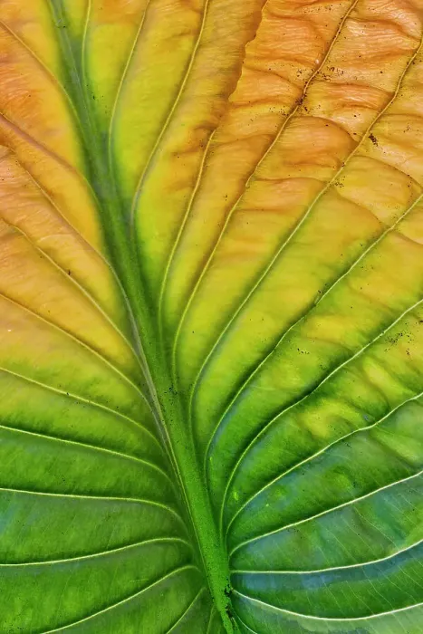 Framed Print : USA, Washington State, Sammamish. Backlighting on hosta leaf as it is turning golden in Autumn