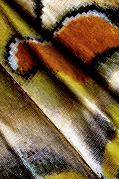 Framed Print : USA, Washington State, Sammamish. Close-up detailed butterfly scales and their patterns Framed Print : USA, Washington State, Sammamish. Close-up detailed butterfly scales and their patterns