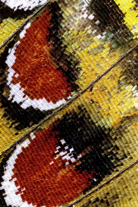Framed Print : USA, Washington State, Sammamish. Close-up detailed butterfly scales and their patterns