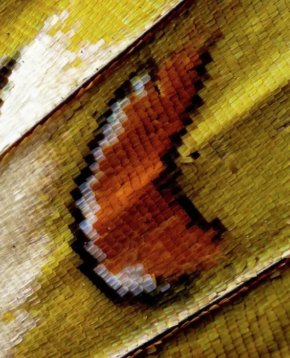 Framed Print : USA, Washington State, Sammamish. Close-up detailed butterfly scales and their patterns Framed Print : USA, Washington State, Sammamish. Close-up detailed butterfly scales and their patterns