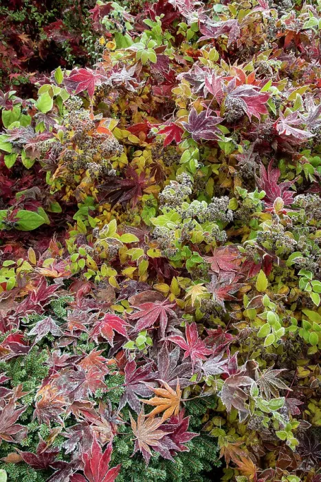 Framed Print : USA, Washington State, Sammamish. Frosted fallen Japanese maple leaves with fall colors