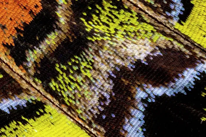 Framed Print : USA, Washington State, Sammamish. Close-up detailed butterfly scales and their patterns Framed Print : USA, Washington State, Sammamish. Close-up detailed butterfly scales and their patterns