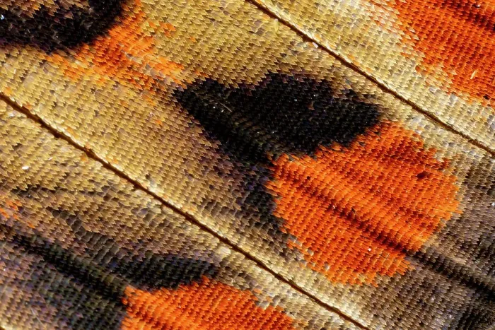 Framed Print : USA, Washington State, Sammamish. Close-up detailed butterfly scales and their patterns Framed Print : USA, Washington State, Sammamish. Close-up detailed butterfly scales and their patterns