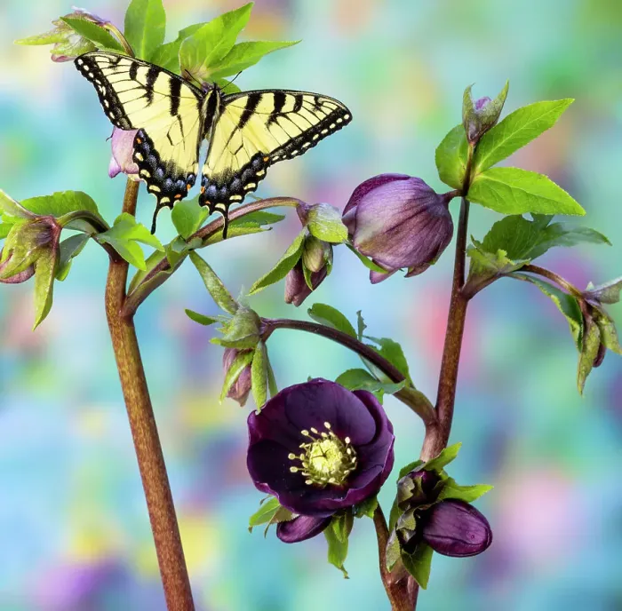 Framed Print : USA, Washington State, Sammamish. Female eastern tiger swallowtail butterfly and blooming hellebore Framed Print : USA, Washington State, Sammamish. Female eastern tiger swallowtail butterfly and blooming hellebore