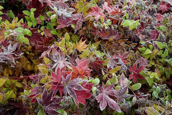 Framed Print : USA, Washington State, Sammamish. Frosted fallen Japanese maple leaves with fall colors