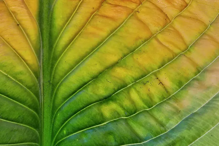 Framed Print : USA, Washington State, Sammamish. Backlighting on hosta leaf as it is turning golden in Autumn Framed Print : USA, Washington State, Sammamish. Backlighting on hosta leaf as it is turning golden in Autumn