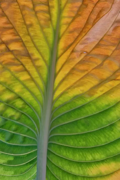 Framed Print : USA, Washington State, Sammamish. Backlighting on hosta leaf as it is turning golden in Autumn Framed Print : USA, Washington State, Sammamish. Backlighting on hosta leaf as it is turning golden in Autumn