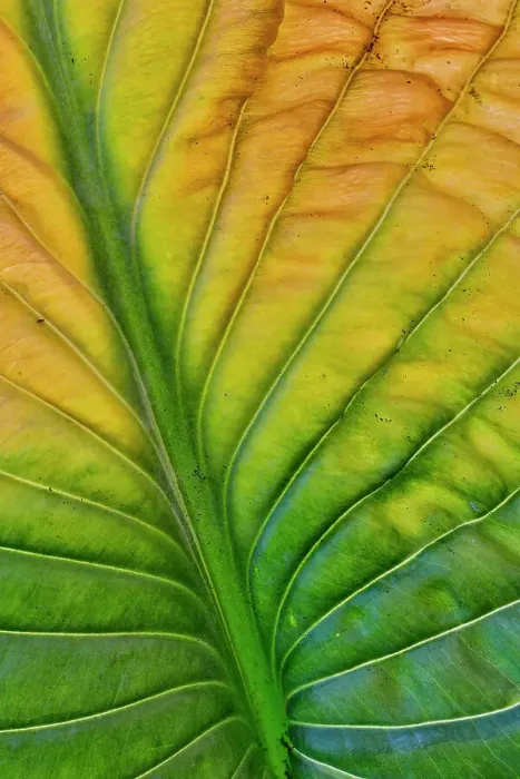 Framed Print : USA, Washington State, Sammamish. Backlighting on hosta leaf as it is turning golden in Autumn