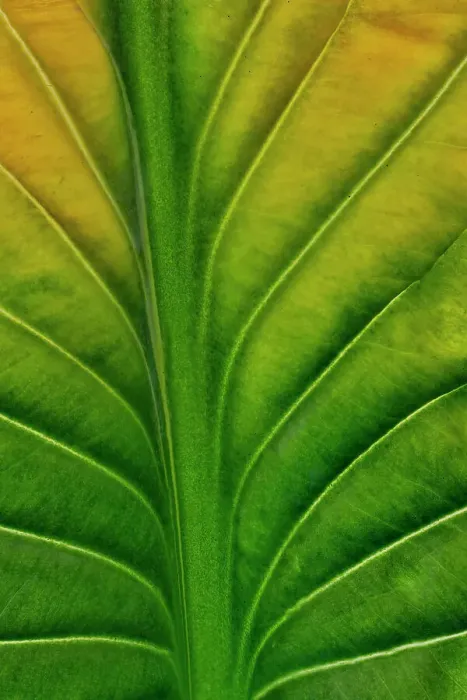 Framed Print : USA, Washington State, Sammamish. Backlighting on hosta leaf as it is turning golden in Autumn Framed Print : USA, Washington State, Sammamish. Backlighting on hosta leaf as it is turning golden in Autumn