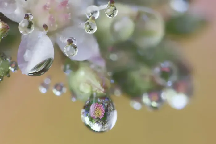 Framed Print : USA, Washington State, Sammamish. Dewdrops on sedum starry flowers