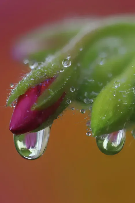 Framed Print : USA, Washington State, Sammamish. Close-up of dewdrops on flower head of geranium Framed Print : USA, Washington State, Sammamish. Close-up of dewdrops on flower head of geranium