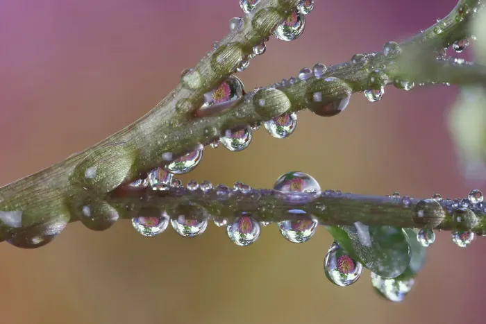 Framed Print : USA, Washington State, Sammamish. Dewdrops hanging on the stems of sedum and their reflections Framed Print : USA, Washington State, Sammamish. Dewdrops hanging on the stems of sedum and their reflections
