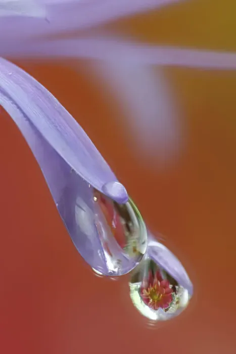 Framed Print : USA, Washington State, Sammamish. Close-up of dewdrops reflections on blue daisy Framed Print : USA, Washington State, Sammamish. Close-up of dewdrops reflections on blue daisy