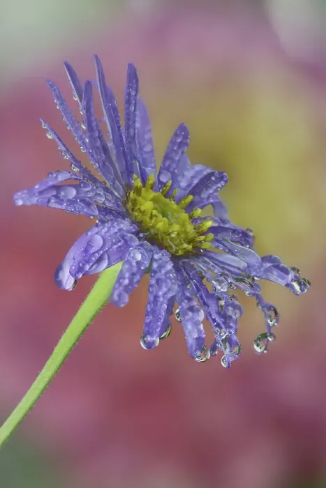 Framed Print : USA, Washington State, Sammamish. Close-up of dewdrops reflections on blue daisy Framed Print : USA, Washington State, Sammamish. Close-up of dewdrops reflections on blue daisy