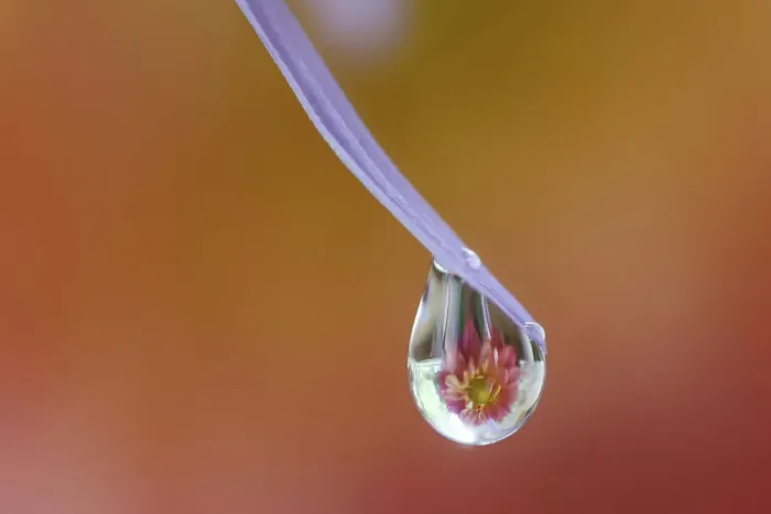 Framed Print : USA, Washington State, Sammamish. Close-up of dewdrops reflections on blue daisy Framed Print : USA, Washington State, Sammamish. Close-up of dewdrops reflections on blue daisy