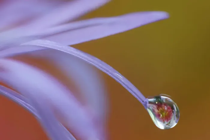 Framed Print : USA, Washington State, Sammamish. Close-up of dewdrops reflections on blue daisy Framed Print : USA, Washington State, Sammamish. Close-up of dewdrops reflections on blue daisy