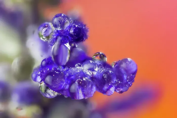Framed Print : USA, Washington State, Sammamish. Close-up of dewdrops on blue budding delphinium flowers