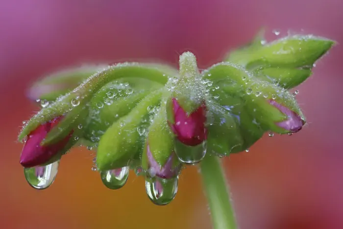Framed Print : USA, Washington State, Sammamish. Close-up of dewdrops on flower head of geranium Framed Print : USA, Washington State, Sammamish. Close-up of dewdrops on flower head of geranium
